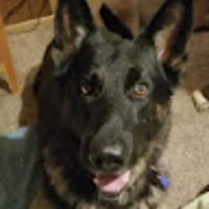 Meet your Posher, Jake